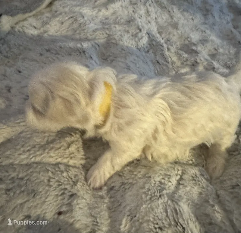 Tuggars Da Vinci  – Maltese puppy for sale in Houston, TX
