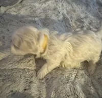 Tuggars Da Vinci , a male Maltese for sale in Houston, TX – 2 of 10