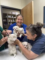Zeus, a male Maltese for sale in Houston, TX – 7 of 10