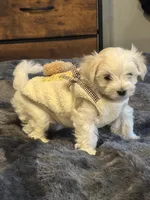Zeus, a male Maltese for sale in Houston, TX – 8 of 10