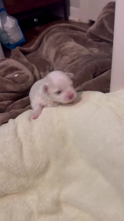 Tuggars Da Vinci , a male Maltese for sale in Houston, TX – 10 of 10