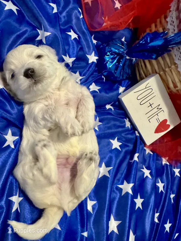 Zeus – Maltese puppy for sale in Houston, TX