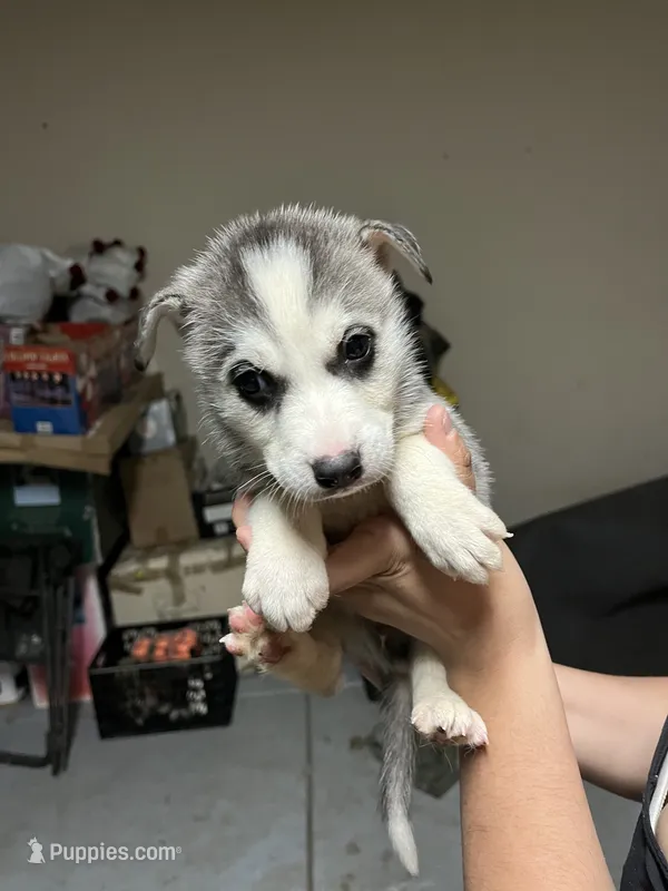 Snow 4 – Siberian Husky puppy for sale in Modesto, CA
