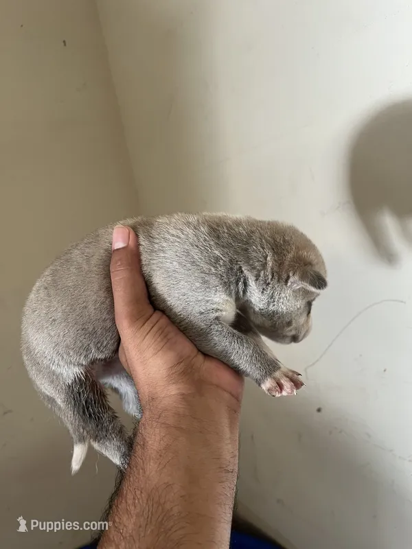 Wolf 3 – Siberian Husky puppy for sale in Modesto, CA