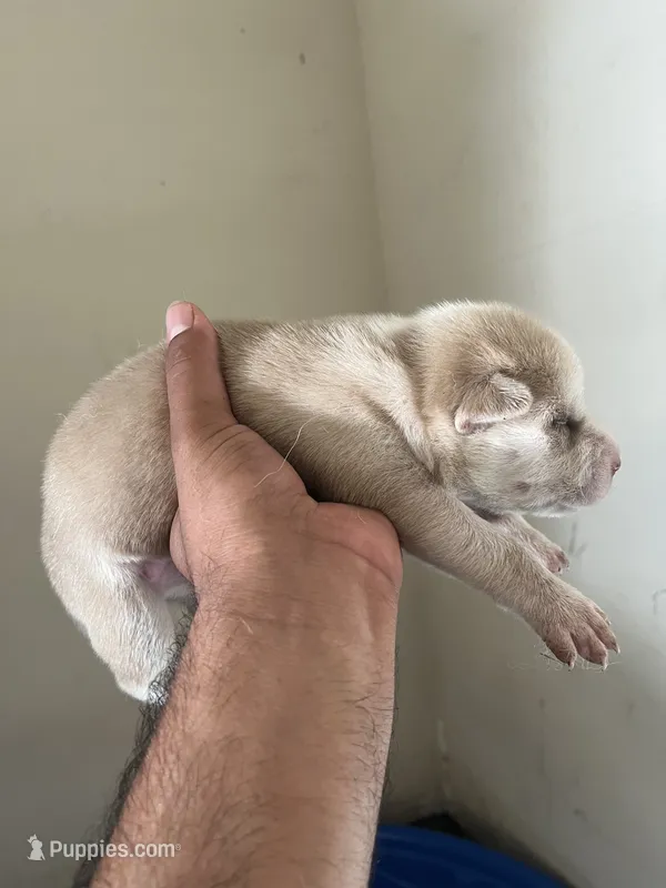 Wolf 1 – Siberian Husky puppy for sale in Modesto, CA