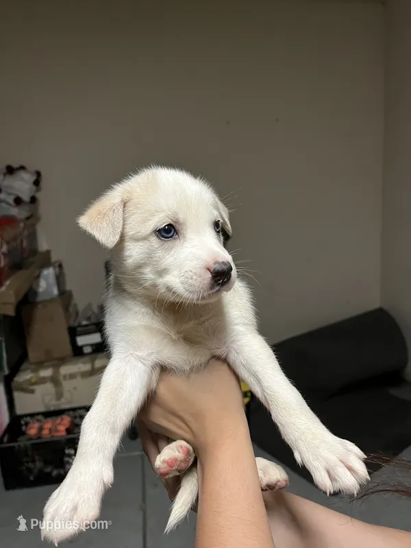Snow 2 – Siberian Husky puppy for sale in Modesto, CA