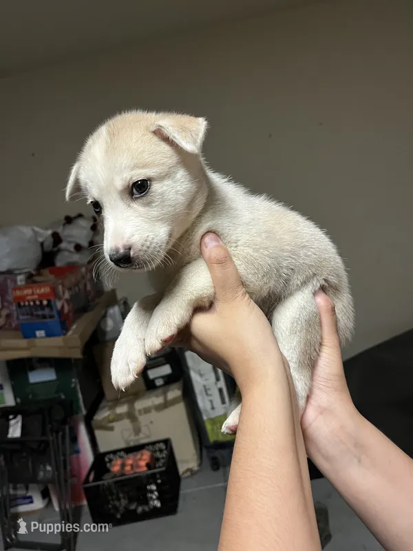 Snow 5 – Siberian Husky puppy for sale in Modesto, CA