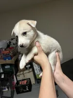 Snow 5, a male Siberian Husky for sale in Modesto, CA – 1 of 1