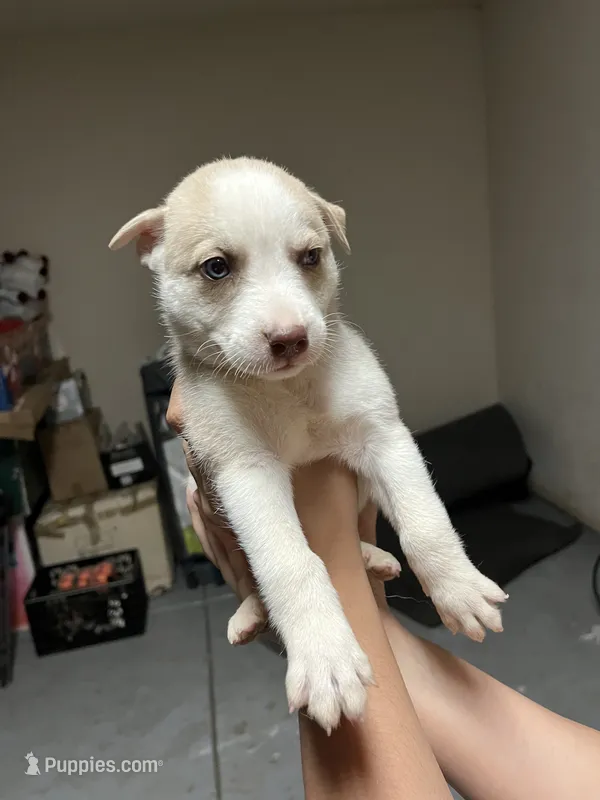 Snow 1 – Siberian Husky puppy for sale in Modesto, CA