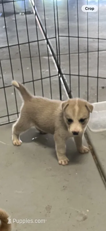 Wolf  – Siberian Husky puppy for sale in Modesto, CA