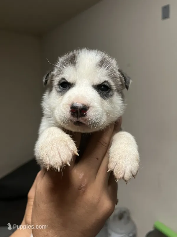 Balto – Siberian Husky puppy for sale in Modesto, CA