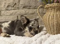 Milo, a male French Bulldog for sale in Springfield, OH – 4 of 5