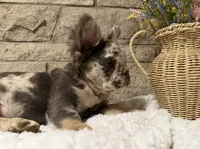 Milo, a male French Bulldog for sale in Springfield, OH – 5 of 5