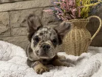 Milo, a male French Bulldog for sale in Springfield, OH – 3 of 5