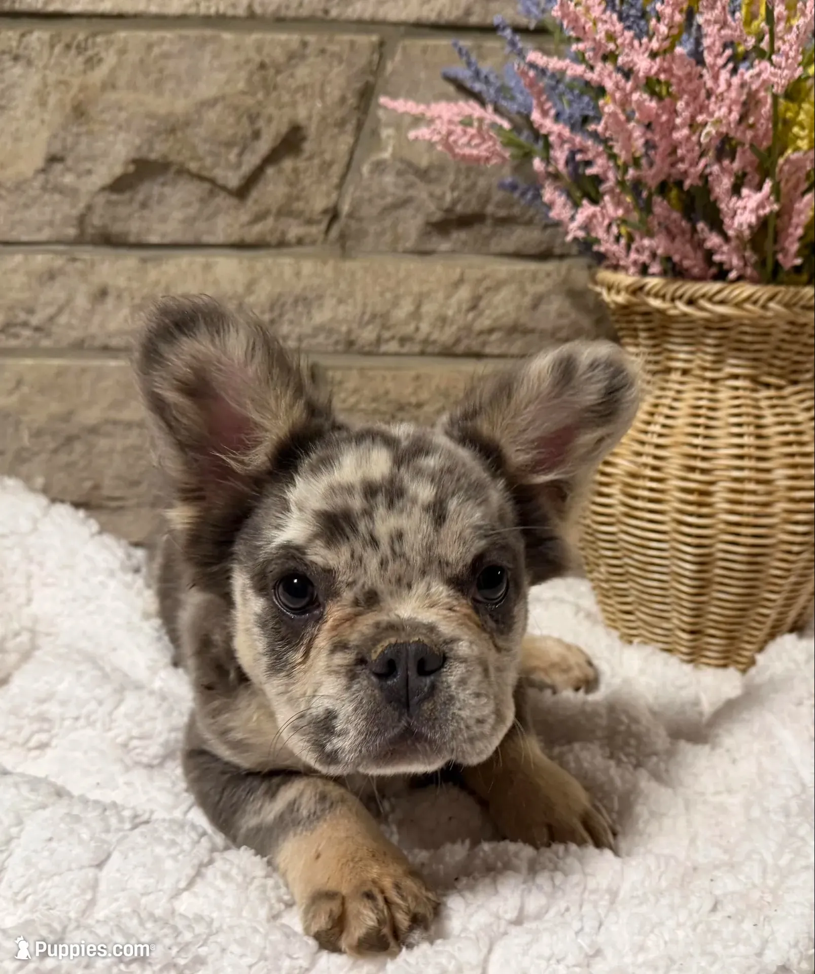 Milo, a male French Bulldog for sale in Springfield, OH – 2 of 5