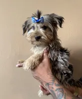 Ralfie, a male Yorkshire Terrier for sale in Springfield, OH – Photo 2 of 4