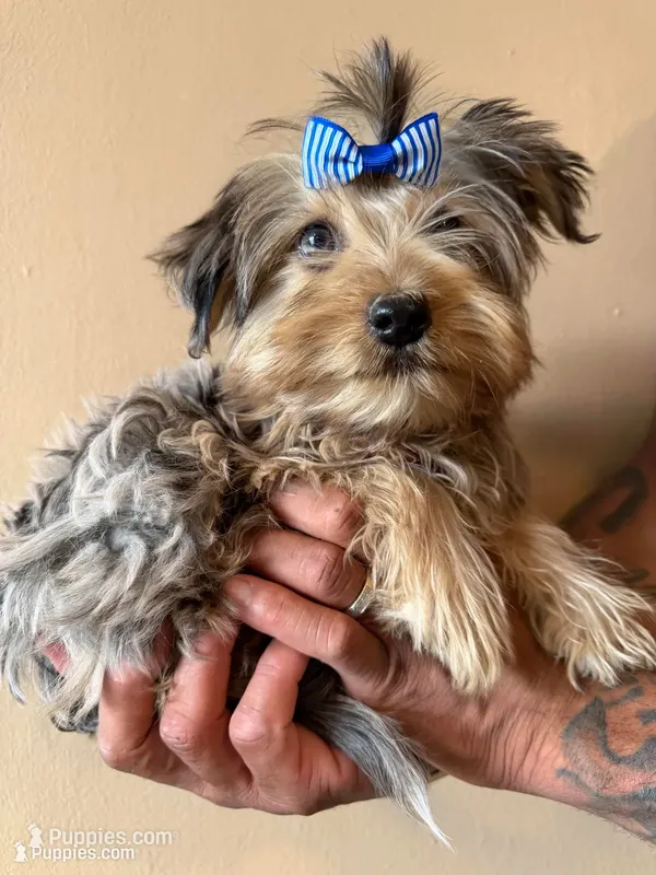Ralfie – Yorkshire Terrier puppy for sale in Springfield, OH