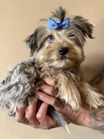 Ralfie, a male Yorkshire Terrier for sale in Springfield, OH – Photo 4 of 4