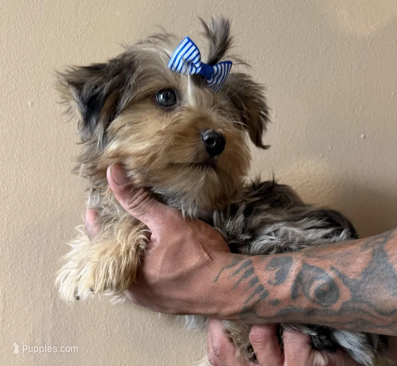 Ralfie – Yorkshire Terrier puppy for sale in Springfield, OH