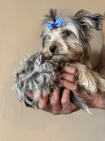 Ralfie, a male Yorkshire Terrier for sale in Springfield, OH – Photo 3 of 4