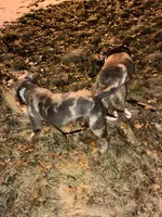 DbreedingCo, a  American Bully for sale in Newark, NJ – Photo 2 of 3