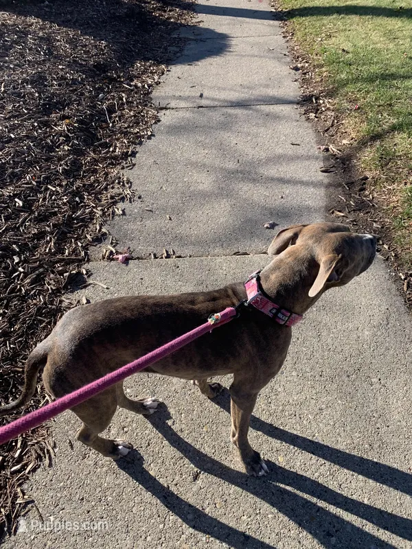 DbreedingCo – American Bully puppy for sale in Newark, NJ