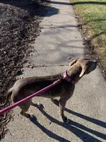 DbreedingCo, a  American Bully for sale in Newark, NJ – Photo 1 of 3