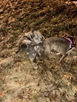 DbreedingCo, a  American Bully for sale in Newark, NJ – Photo 3 of 3