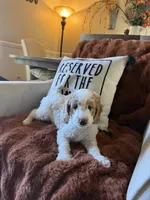 Emmy, a female Goldendoodle for sale in Orlando, FL – 2 of 8
