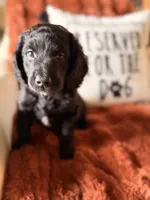 Indy, a female Goldendoodle for sale in Orlando, FL – 4 of 9