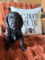Indy, a female Goldendoodle for sale in Orlando, FL – 7 of 9