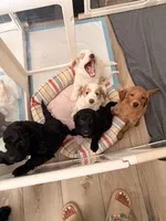 Kourtney , a female Goldendoodle for sale in Orlando, FL – 5 of 10