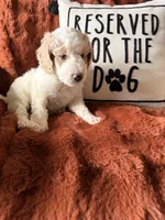 Petey, a male Goldendoodle for sale in Orlando, FL – 3 of 6