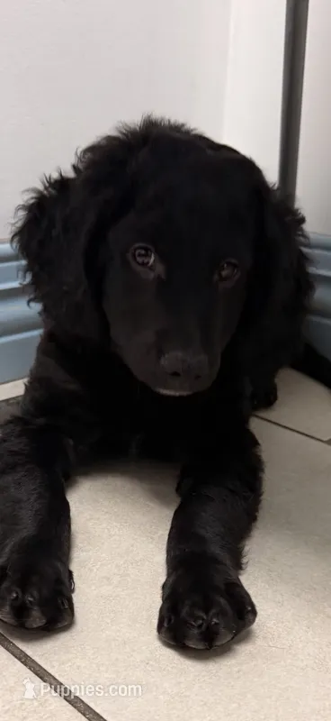Indy – Goldendoodle puppy for sale in Orlando, FL