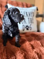 Indy, a female Goldendoodle for sale in Orlando, FL – 5 of 9