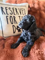 Charlie, a female Goldendoodle for sale in Orlando, FL – 8 of 8