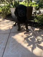 Sable, a female Goldendoodle for sale in Orlando, FL – 5 of 8