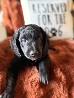 Indy, a female Goldendoodle for sale in Orlando, FL – 3 of 9