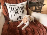 Margot, a female Goldendoodle for sale in Orlando, FL – 8 of 10
