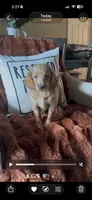 Kourtney , a female Goldendoodle for sale in Orlando, FL – 9 of 10