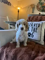 Emmy, a female Goldendoodle for sale in Orlando, FL – 4 of 8
