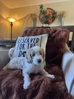 Emmy, a female Goldendoodle for sale in Orlando, FL – 3 of 8
