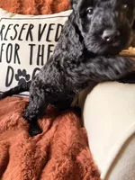 Harley, a female Goldendoodle for sale in Orlando, FL – 2 of 10