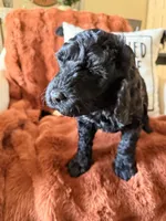 Harley, a female Goldendoodle for sale in Orlando, FL – 4 of 10