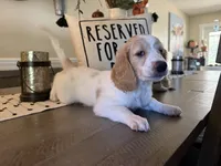 Margot, a female Goldendoodle for sale in Orlando, FL – 4 of 10