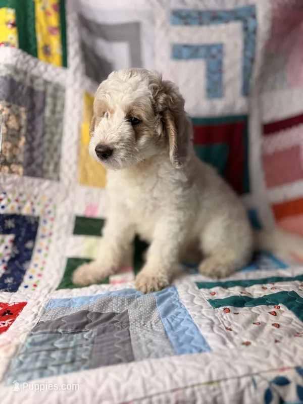 Petey – Goldendoodle puppy for sale in Orlando, FL