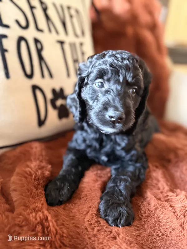 Charlie – Goldendoodle puppy for sale in Orlando, FL