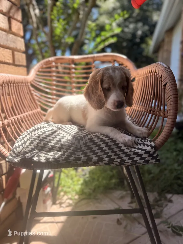 Margot – Goldendoodle puppy for sale in Orlando, FL
