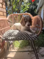 Margot, a female Goldendoodle for sale in Orlando, FL – 1 of 10