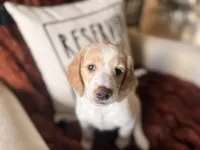 Margot, a female Goldendoodle for sale in Orlando, FL – 9 of 10